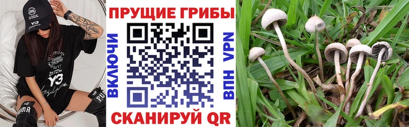 закладки  Волоколамск  Псилоцибиновые грибы мухоморы 